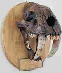 Smilodon Kafatası Fosili