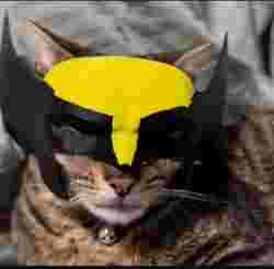 Wolverine cat mask