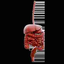Sindirim Sistemi | İnsan Anatomisi Modeli
