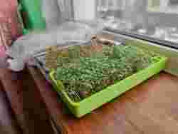 Microgreens hydroponic planter pot.
