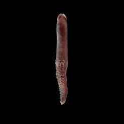 double-sided tentacle dildo