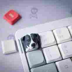 Pitbul keycap