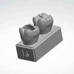 16 tooth molar for practicing restorations