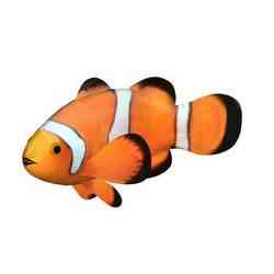 Clownfish clown fish FLOWER PLANT GARDEN
