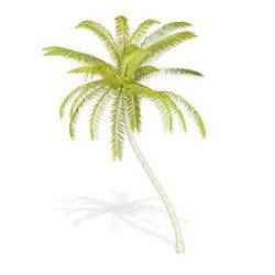 COCONUT Leaves Trunk TREE COCONUT VEGETABLE FRUIT TREE FOREST WOODEN WOOD FLOWER PLANT FOOD DRINK JUICE NATURE VEGETABLE