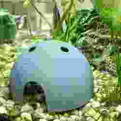 Coconut shell - the perfect decoration for your aquarium