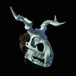 Druid skull mask that fits a human face