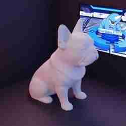 French bulldog