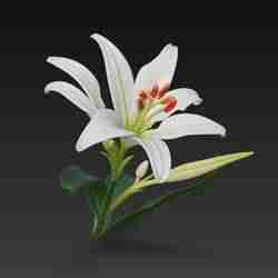 Lily