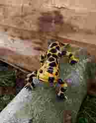 Movable figure of the salmander toy  print in place body
