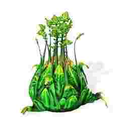 Orchid FLOWER SUNFLOWER PLANT GARDEN FURNITURE FOREST NATURE FRUIT APPLE LEAVES MAGIC MEDIEVAL PEAR TOMATO PREHISTORY FANTASY VEGETABLE 19
