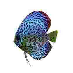POISSONS FISH 3D MODEL ORCHID FISH OCEAN SEA ROCK