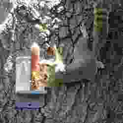 Squirrel Feeder - Corn Feeder - Personalized Corn Feeding Mountable 3D Print - Screws