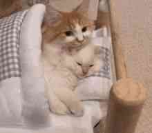 Suporte Alexa Echo Dot 4a e 5a Geração Sleeping Cat Version 5 SEM SUPORTES