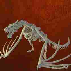 Ejderha İskeleti