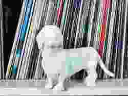 Dachshund standing statue