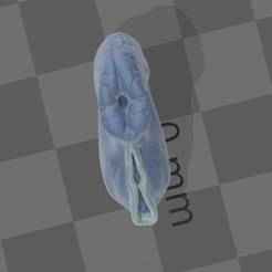 real mare pussy vagina vulva decoration study biology