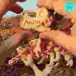 FLEXI DINO ISKELETI