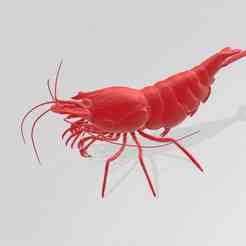 caridina neocaridina shrimp aquarium Detailed HD++