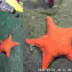 Estrella Culona de Mar MDQ Starfish