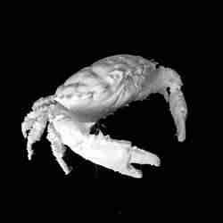 Dark Finger Reef Crab