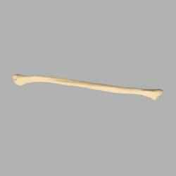 GIAA Bibliothèque Anatomique (Anatomic Library) - Fibula