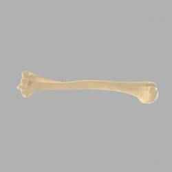 GIAA Bibliothèque Anatomique (Anatomic Library) - Humerus