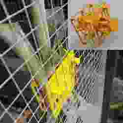 Veggie feeder for chickens - Pinza para vegetales en gallinero