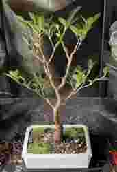 Bonsai Saksısı dikdörtgen ters köşeler