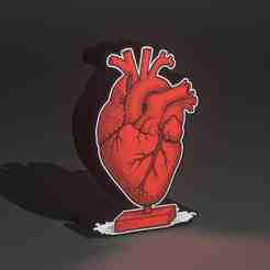 anatomical heart lightbox / Corazón anatómico caja de luz