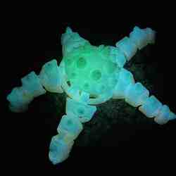Flexi Starfish - Horned Seastar / Chocolate Chip Seastar